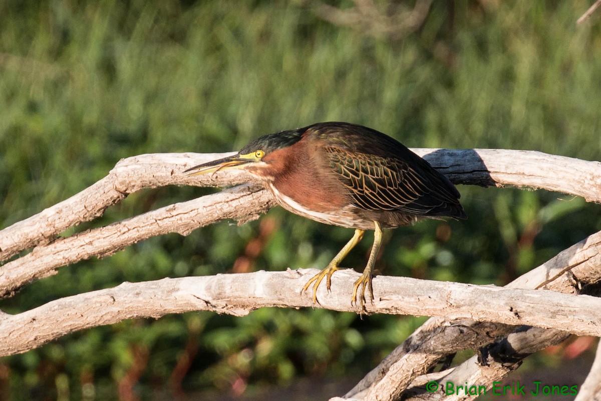 Green Heron - ML642621530