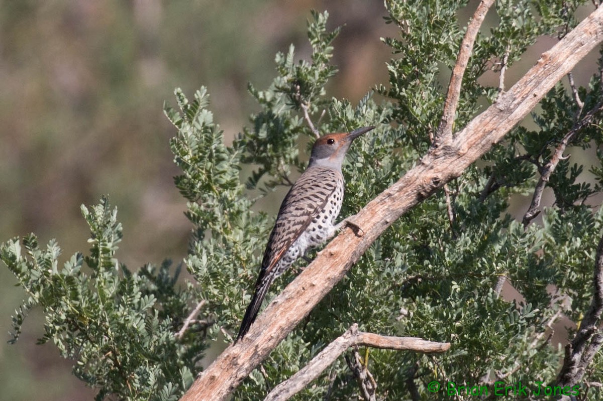 Northern Flicker - ML642621536