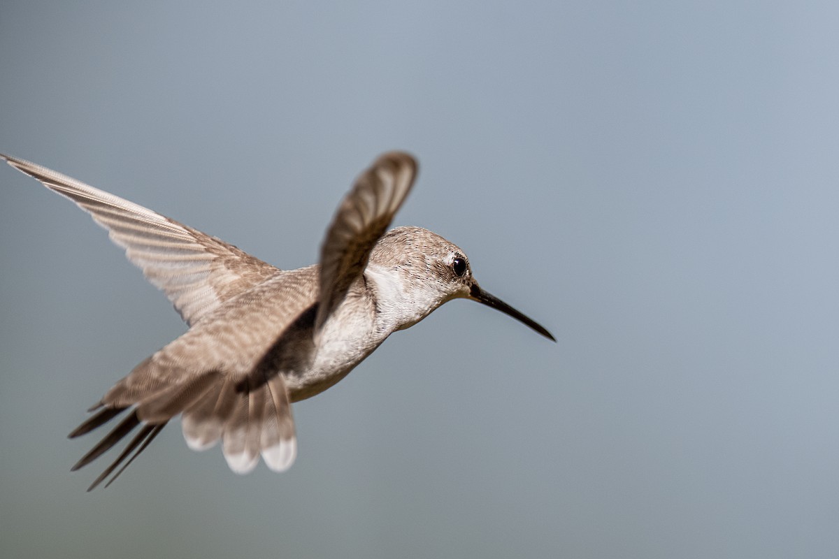 Ruby-throated Hummingbird - ML642621538