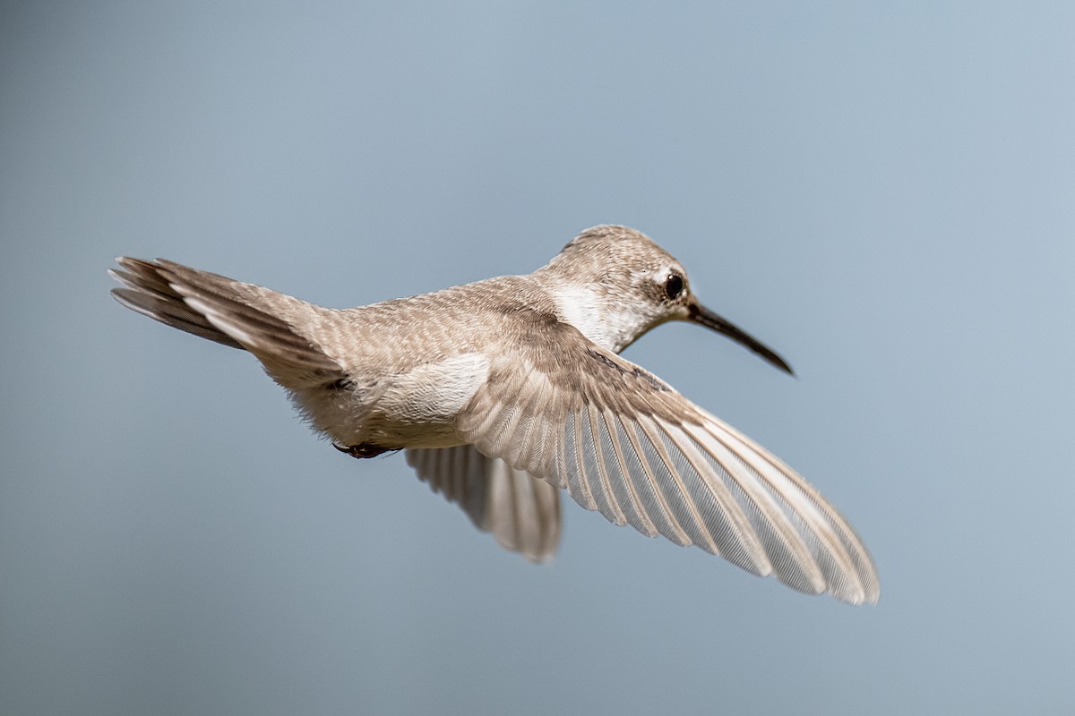 Ruby-throated Hummingbird - ML642621539