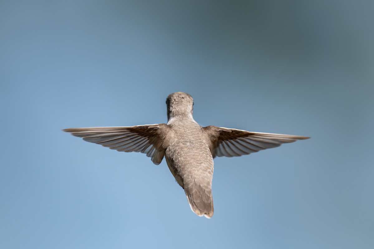 Ruby-throated Hummingbird - ML642621540