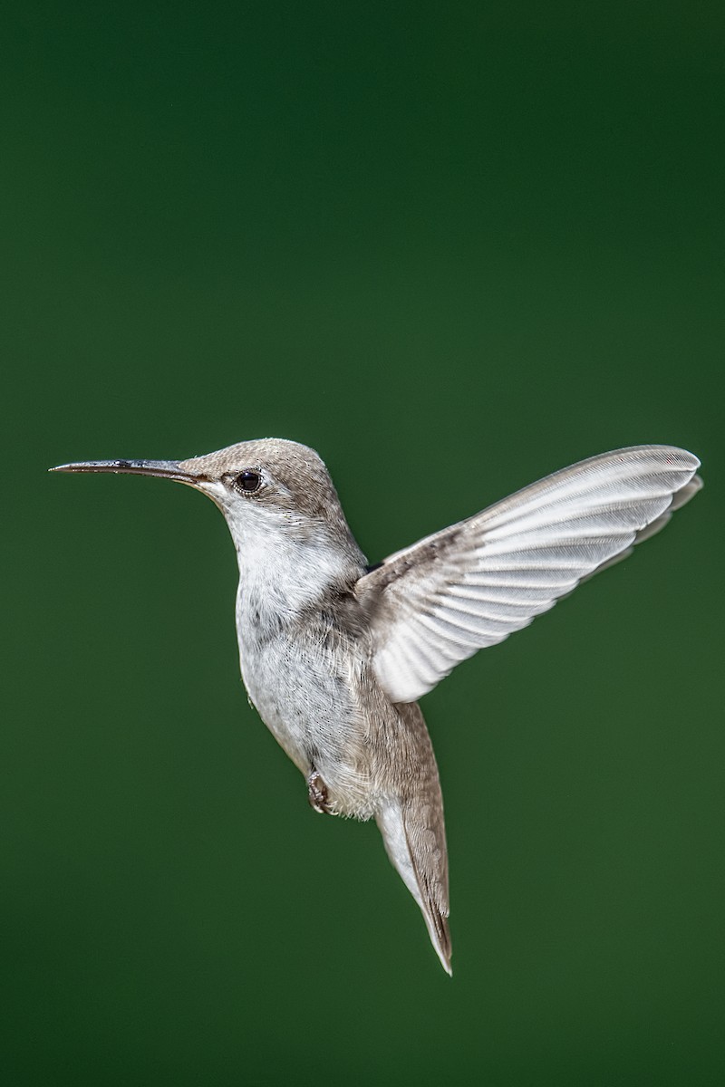 Ruby-throated Hummingbird - ML642621541