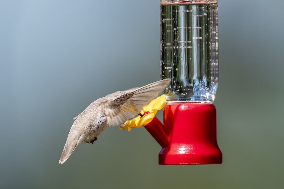 Ruby-throated Hummingbird - ML642621542