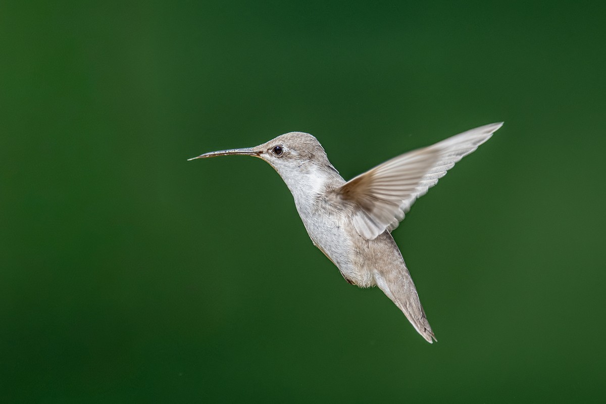 Ruby-throated Hummingbird - ML642621543