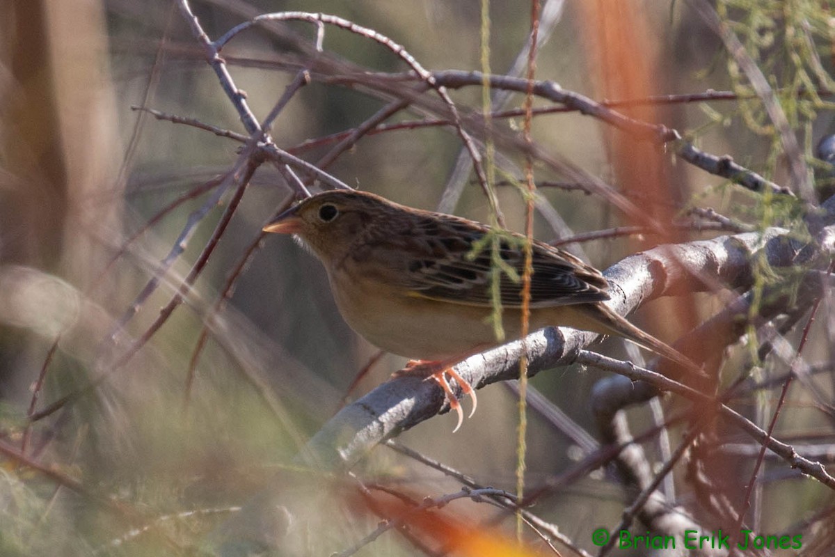 Grasshopper Sparrow - ML642621549