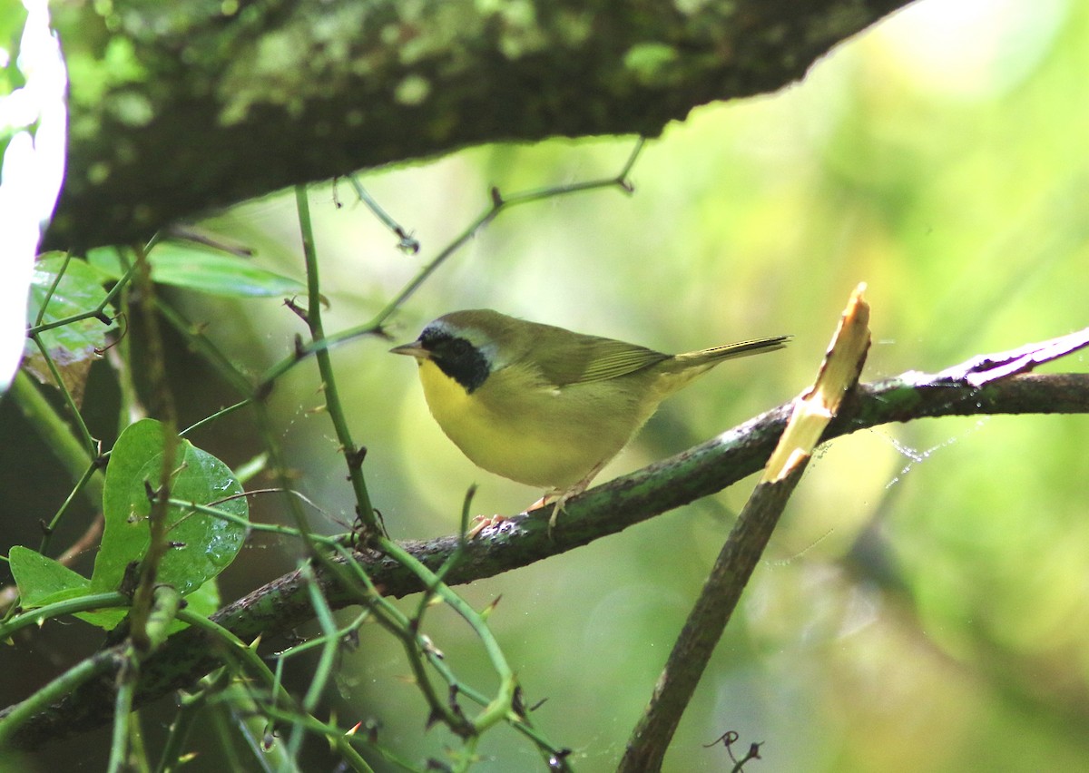 Common Yellowthroat - ML642621550