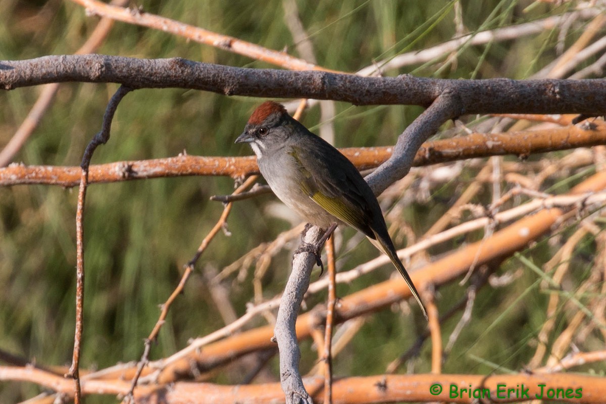 Green-tailed Towhee - ML642621553