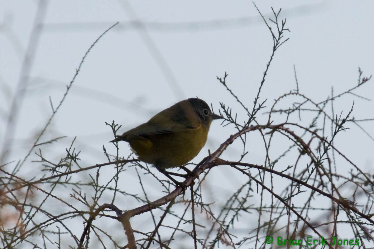 Nashville Warbler - ML642621557