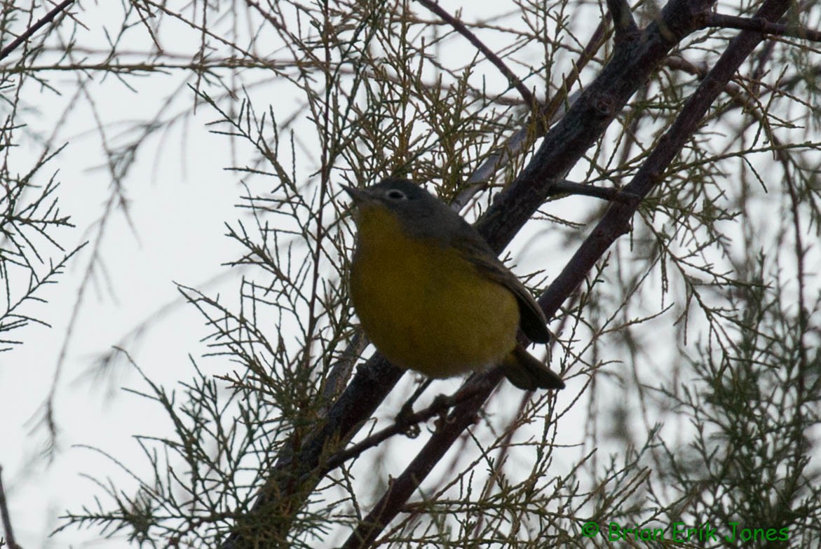 Nashville Warbler - ML642621558