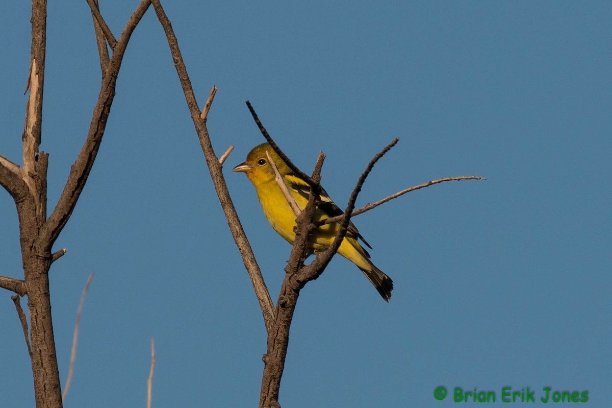Western Tanager - ML642621562