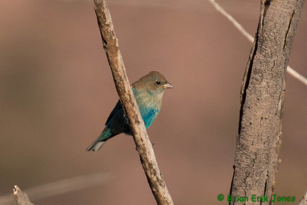 Indigo Bunting - ML642621566