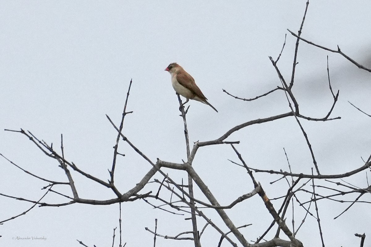 Pin-tailed Whydah - ML642621569