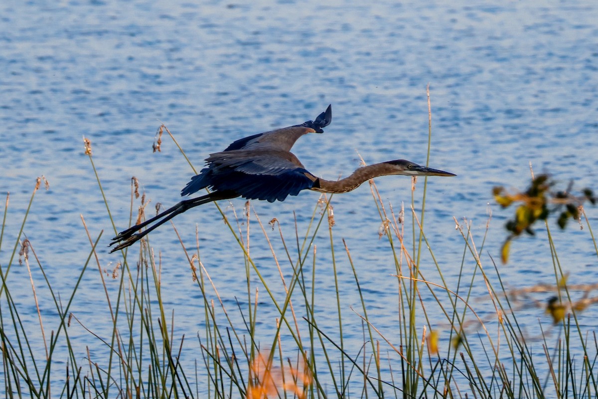 Great Blue Heron (Great Blue) - ML642621571