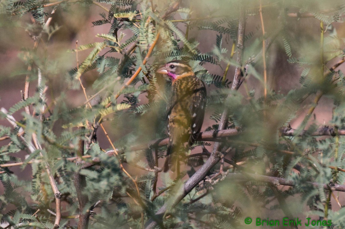 Black-headed Grosbeak - ML642621572