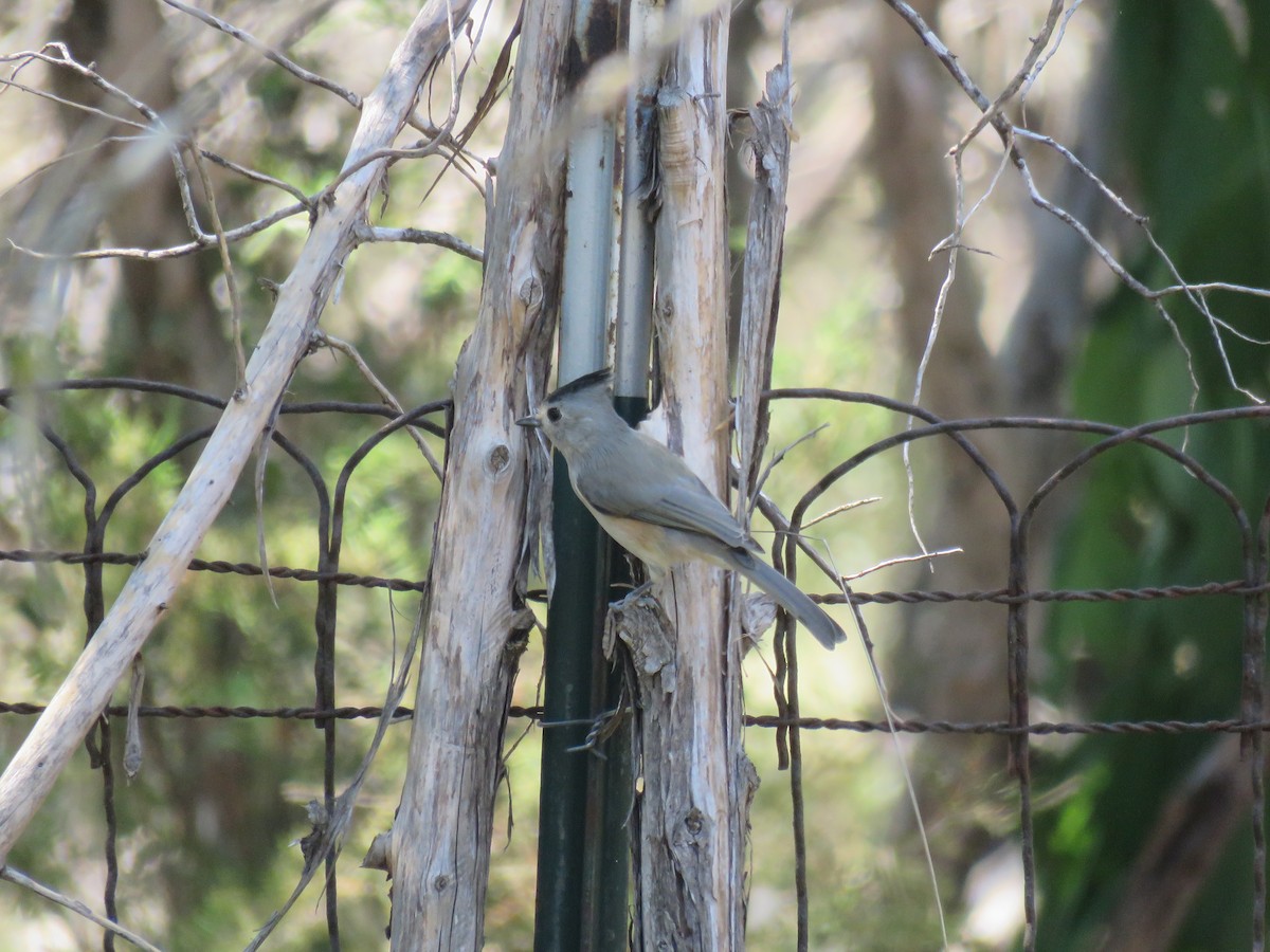 Black-crested Titmouse - ML642621573