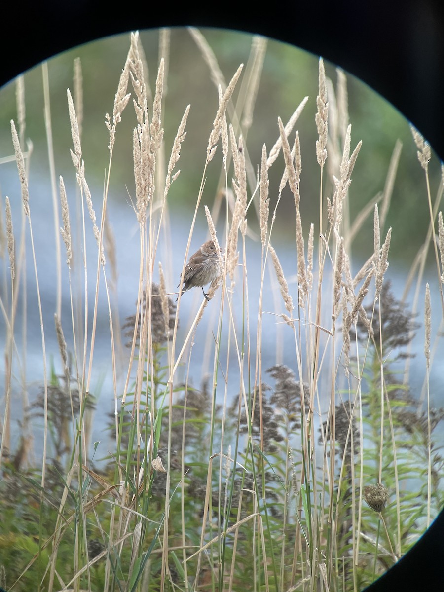 papežík indigový - ML642621584