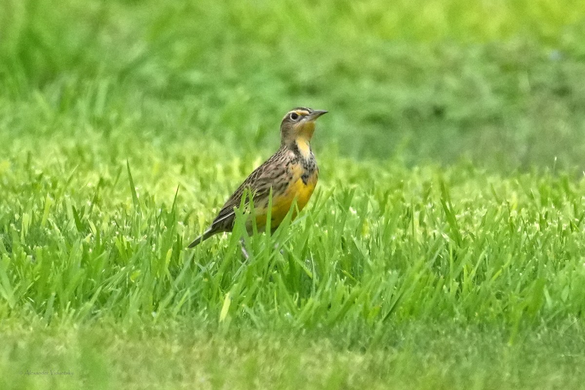 Western Meadowlark - ML642621585