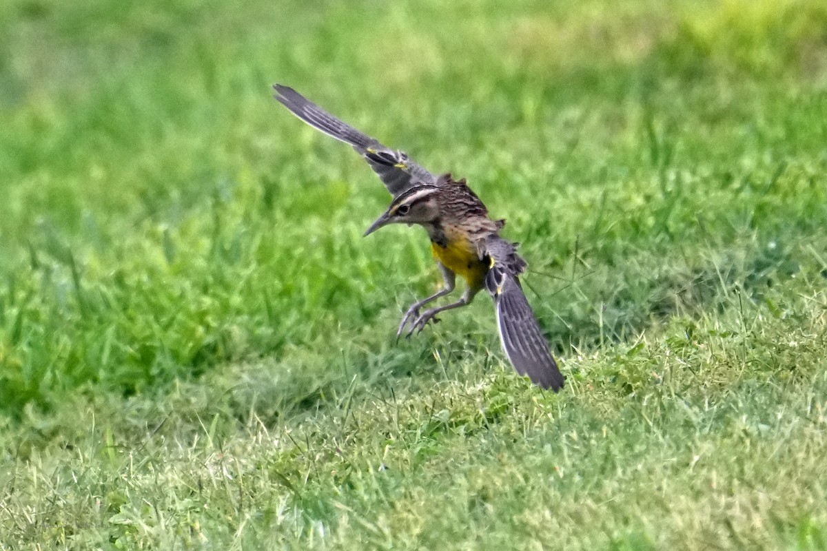 Western Meadowlark - ML642621587