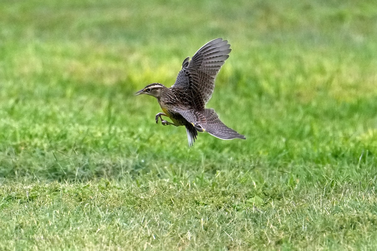 Western Meadowlark - ML642621588