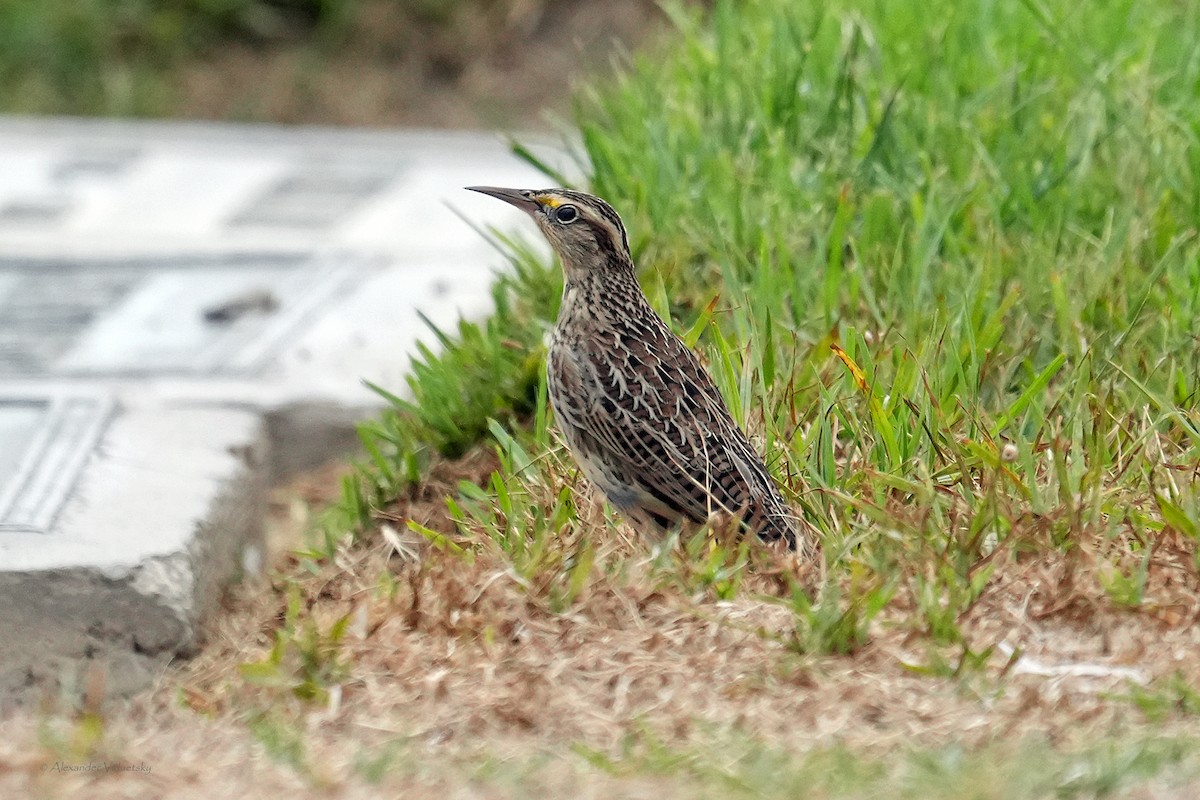 Western Meadowlark - ML642621589
