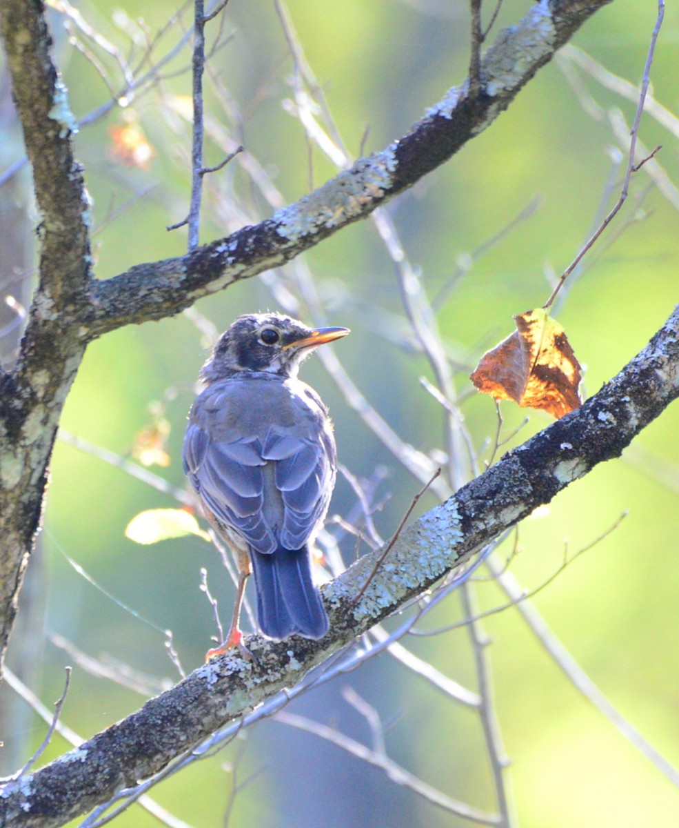 American Robin - ML642621593