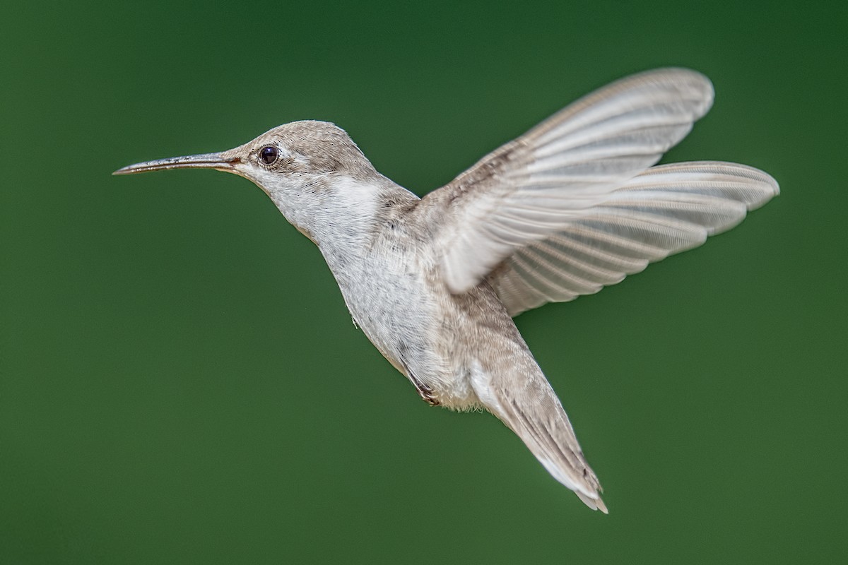 Ruby-throated Hummingbird - ML642621615