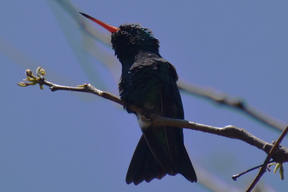 Glittering-bellied Emerald - ML642621623