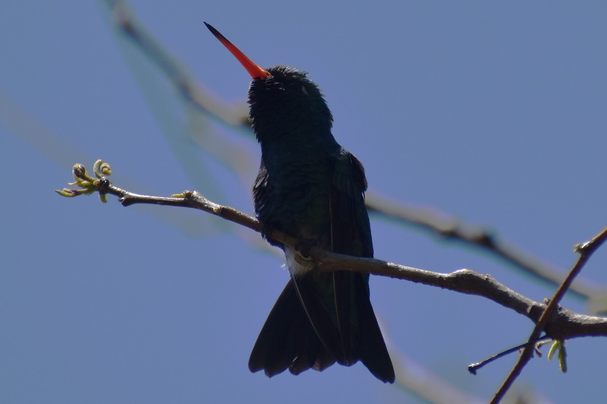 Glittering-bellied Emerald - ML642621627