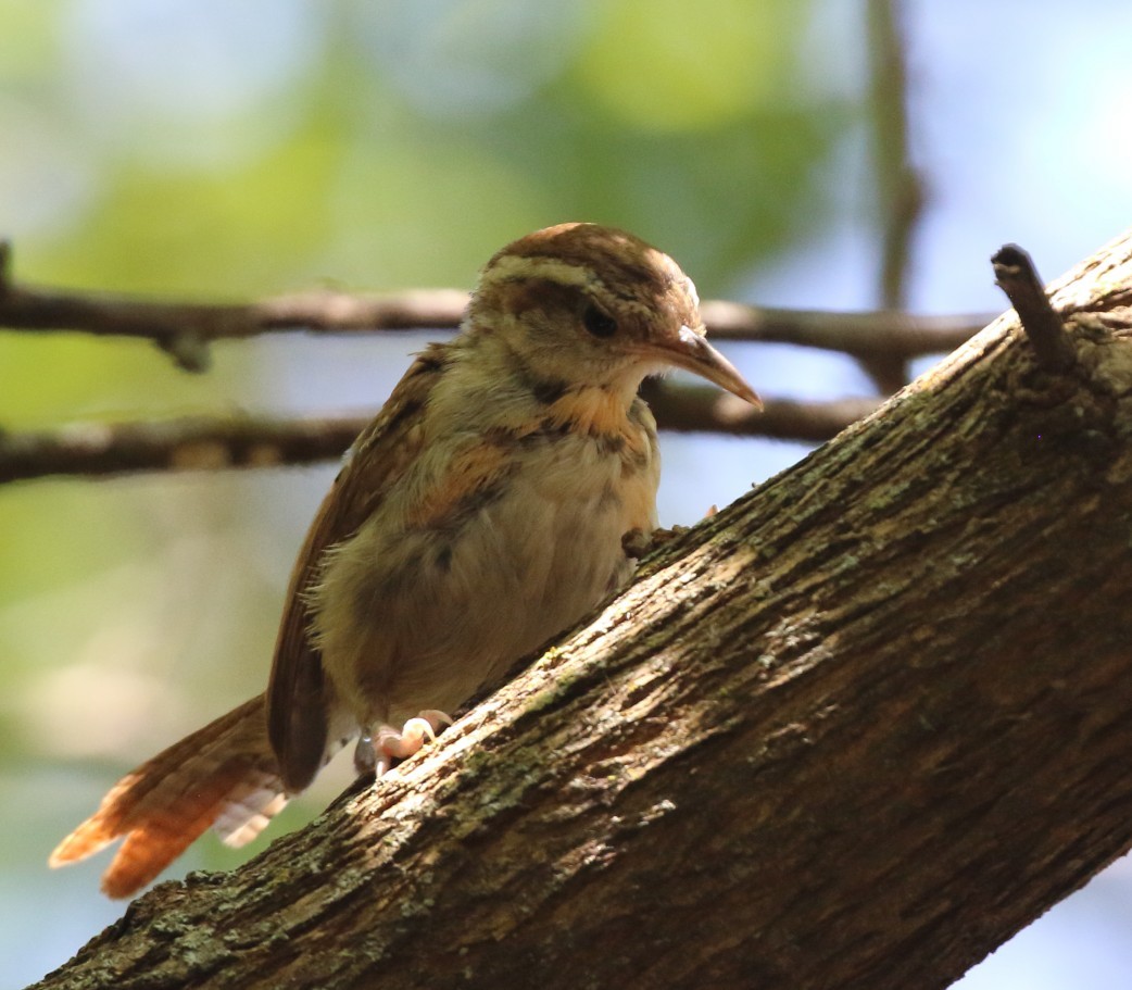 Carolina Wren - ML642621650