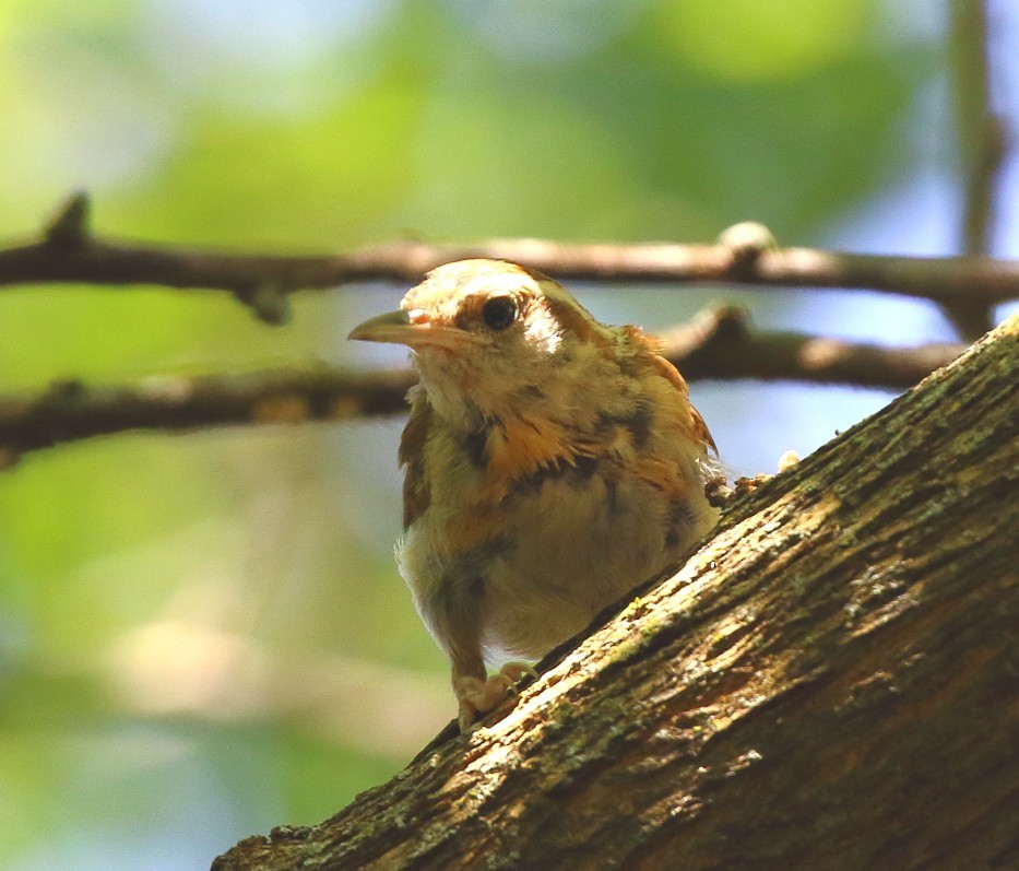 Carolina Wren - ML642621652