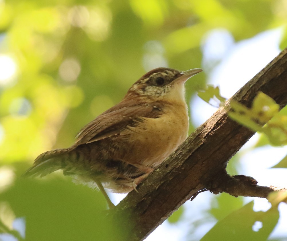 Carolina Wren - ML642621654