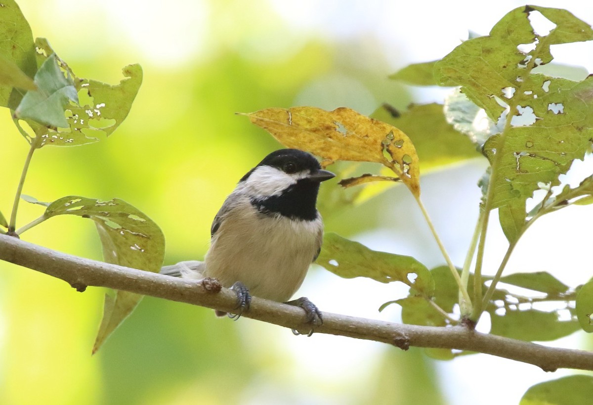 Carolina Chickadee - ML642621658