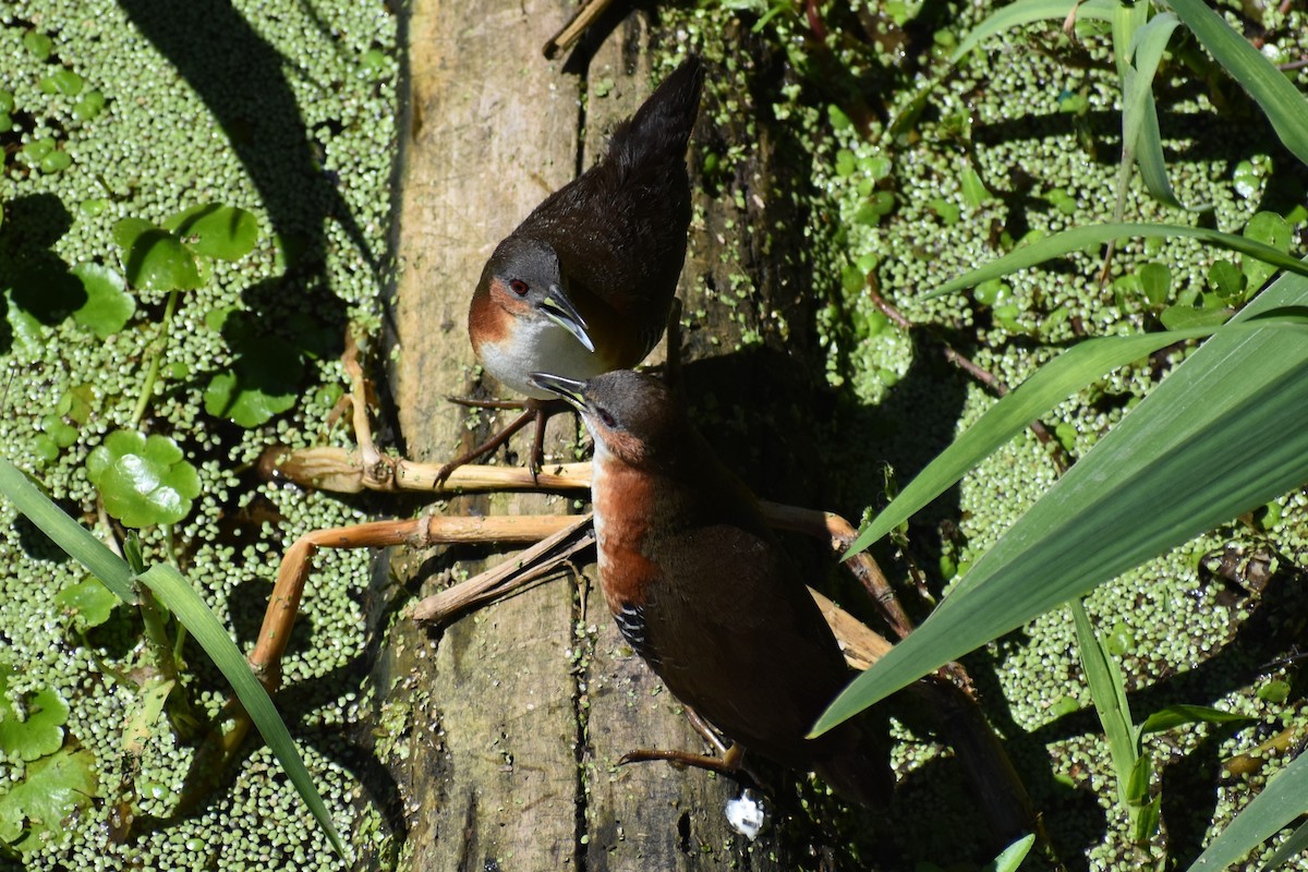 Rufous-sided Crake - ML642621663