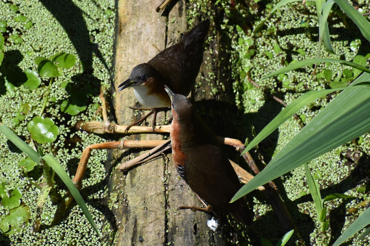 Rufous-sided Crake - ML642621664