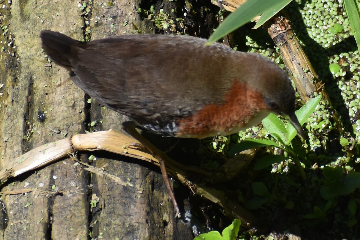 Rufous-sided Crake - ML642621666