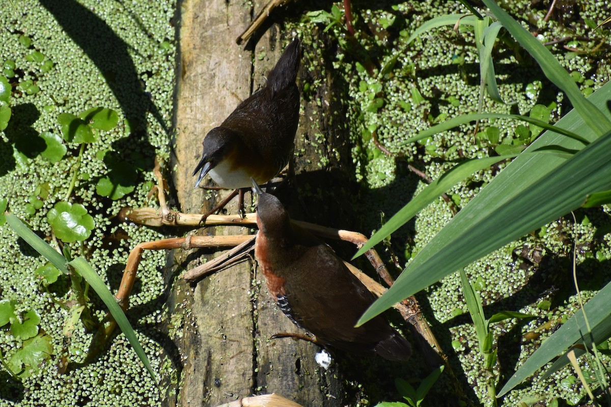 Rufous-sided Crake - ML642621667