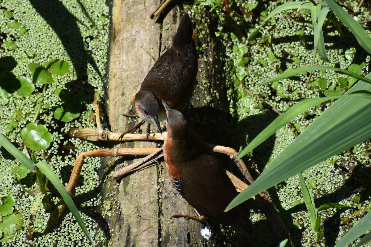 Rufous-sided Crake - ML642621668