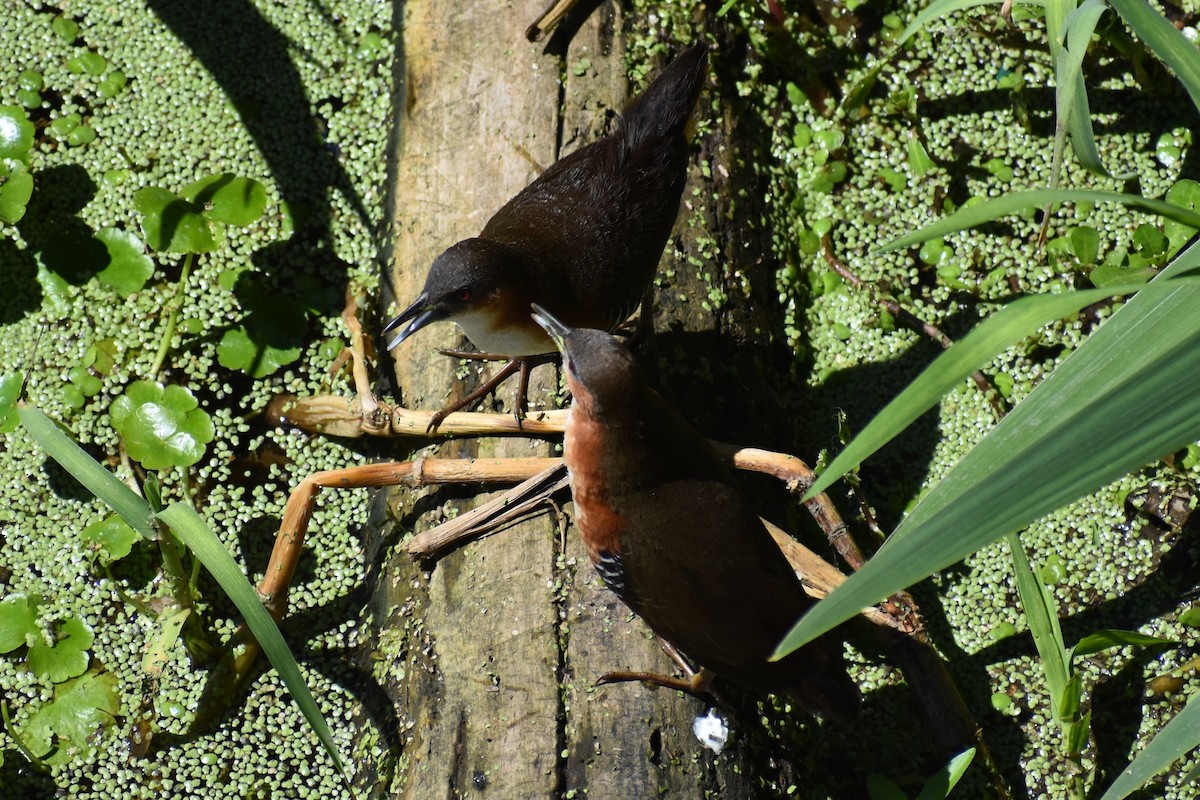 Rufous-sided Crake - ML642621669