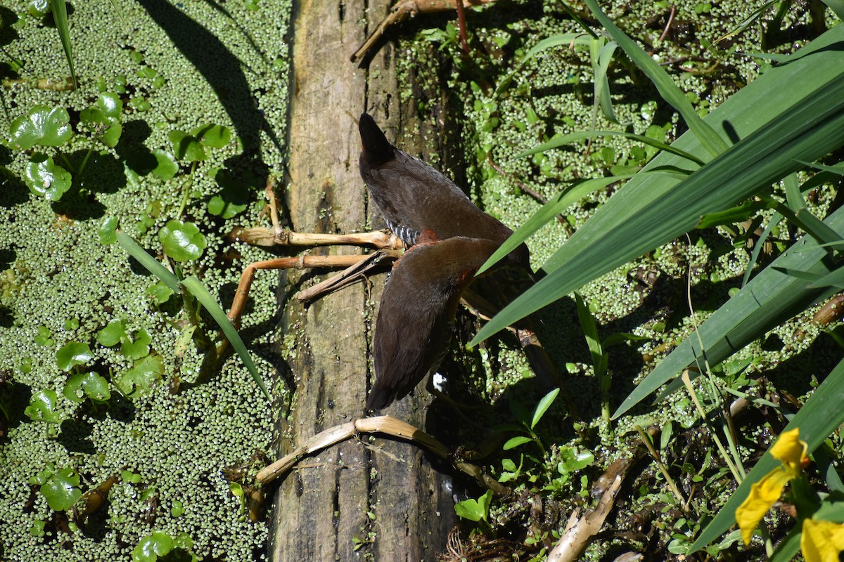 Rufous-sided Crake - ML642621672