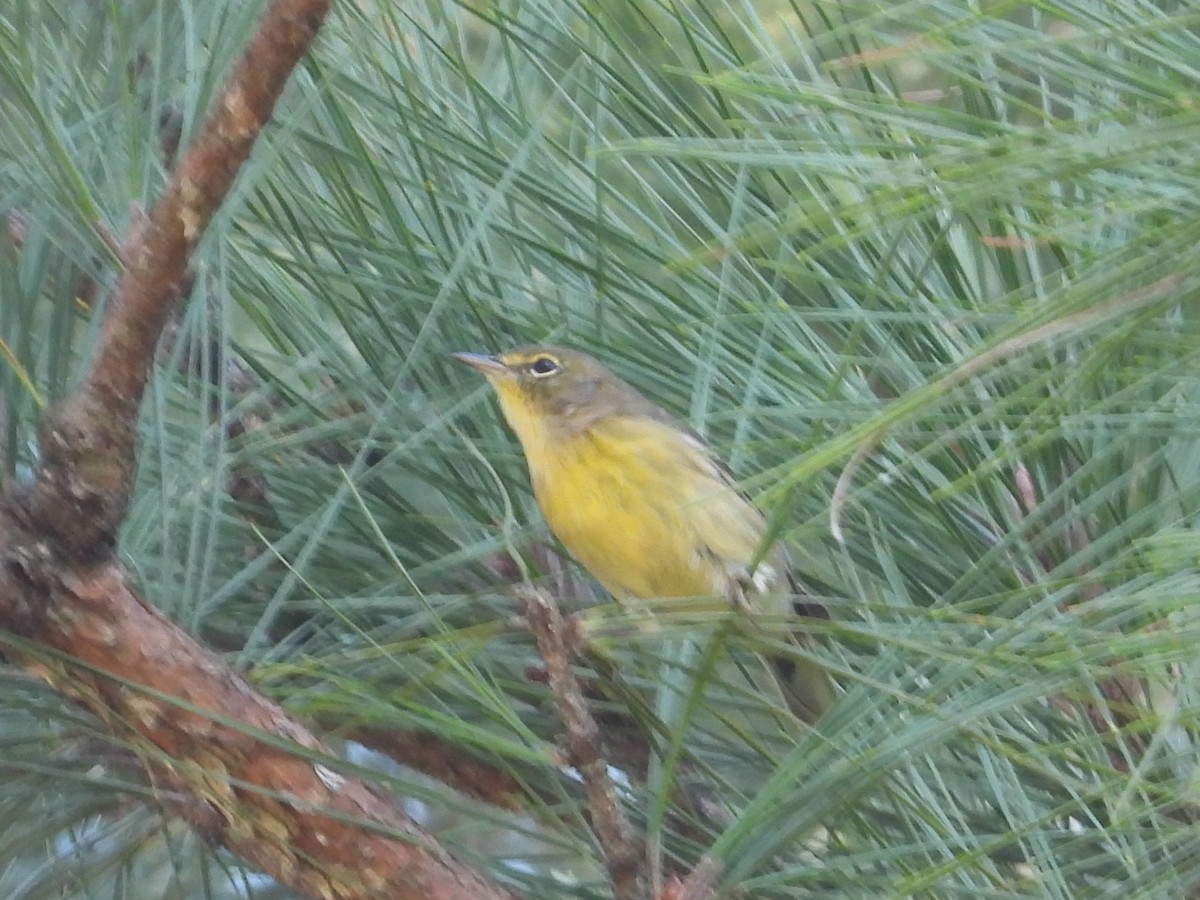 Pine Warbler - ML642621680