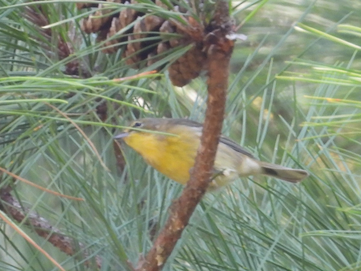 Pine Warbler - ML642621693