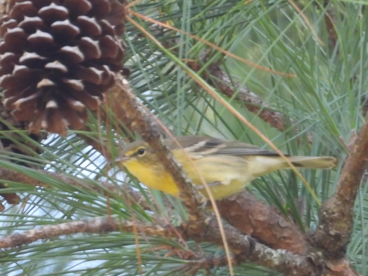Pine Warbler - ML642621705