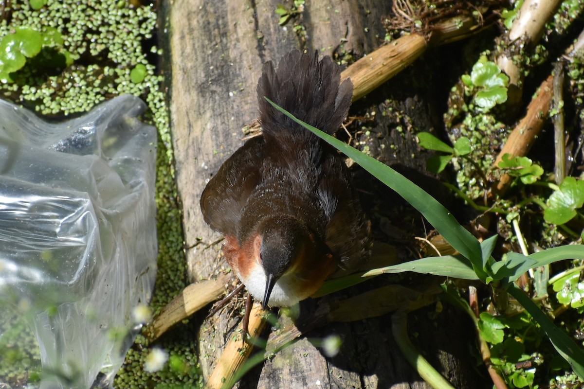 Rufous-sided Crake - ML642621708