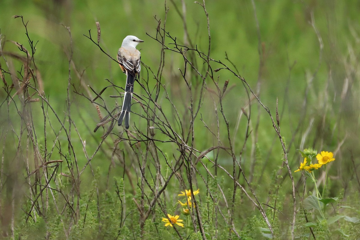 Scissor-tailed Flycatcher - ML642621710