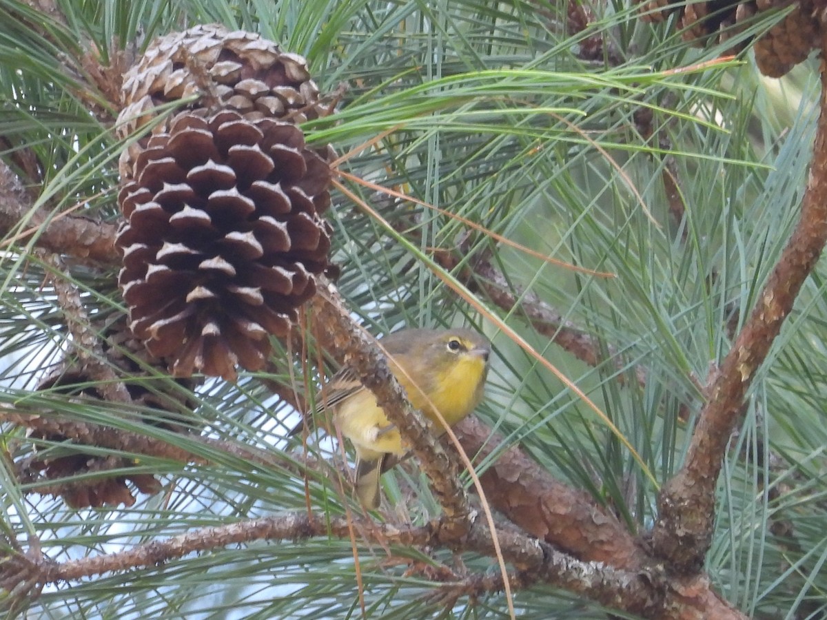 Pine Warbler - ML642621734