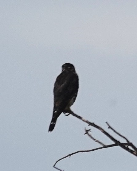 Merlin - ML642621737