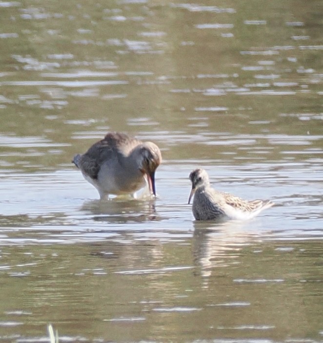 Hudsonian Godwit - ML642621740