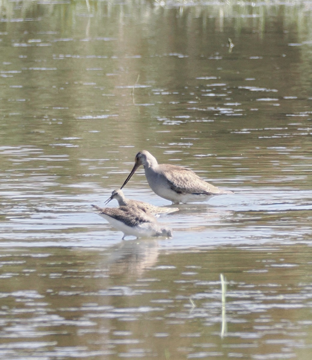 Hudsonian Godwit - ML642621741