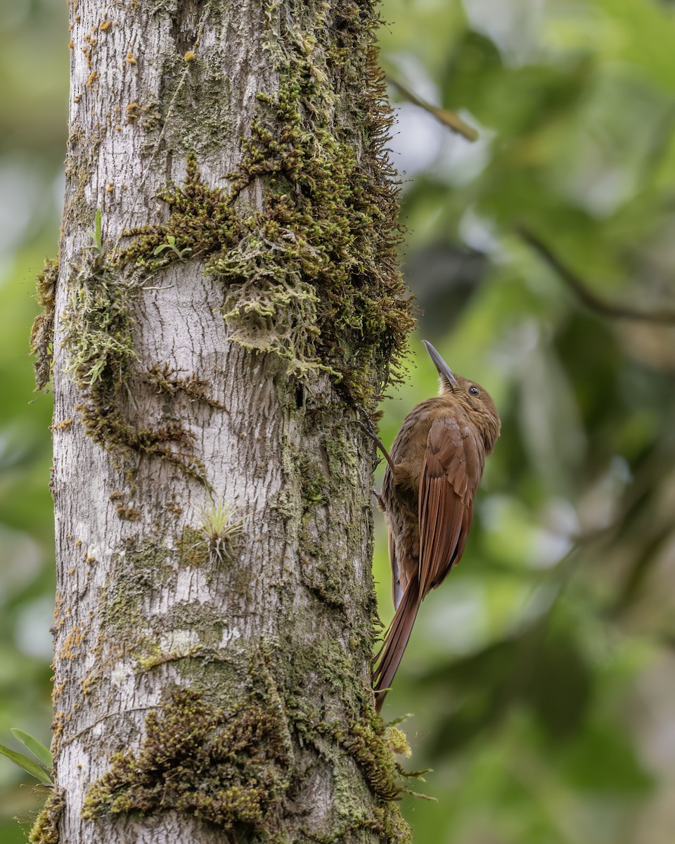 Tyrannine Woodcreeper - ML642621745