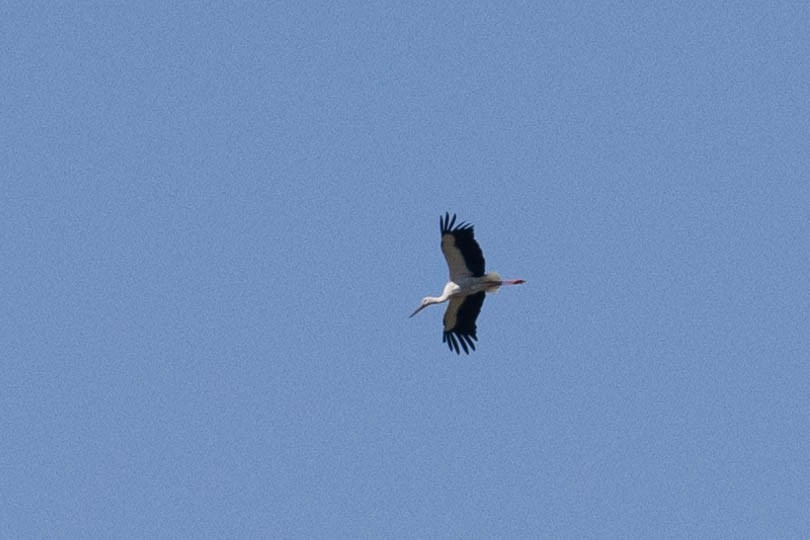 コウノトリ - ML642621750